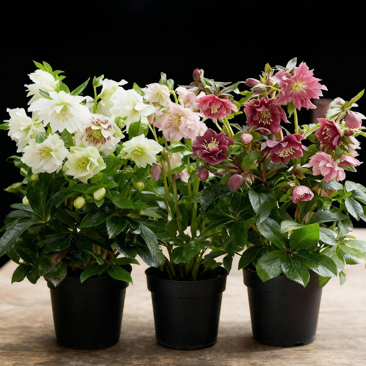 Helleborus orientalis 'Double Tricolour' (Christrose) – rosa – 3 Pflanzen, Ø 14 cm, 35 cm hoch