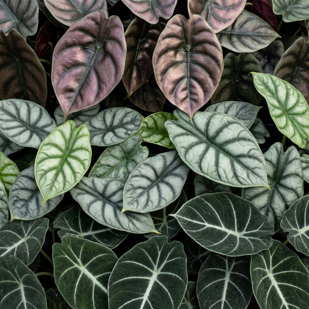 3× Baby Alocasia Tricolour (elefantøre) – Ø6 cm, 12 cm høj