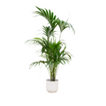Kentia-Palme (Howea) im Vibes Fold Round-Dekotopf weiß – Ø 30 cm, 180 cm hoch
