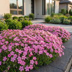 Phlox 'MacDaniel’s Cushion' (flame flower) – dark pink – 6 plants, Ø11 cm, 15–25 cm high