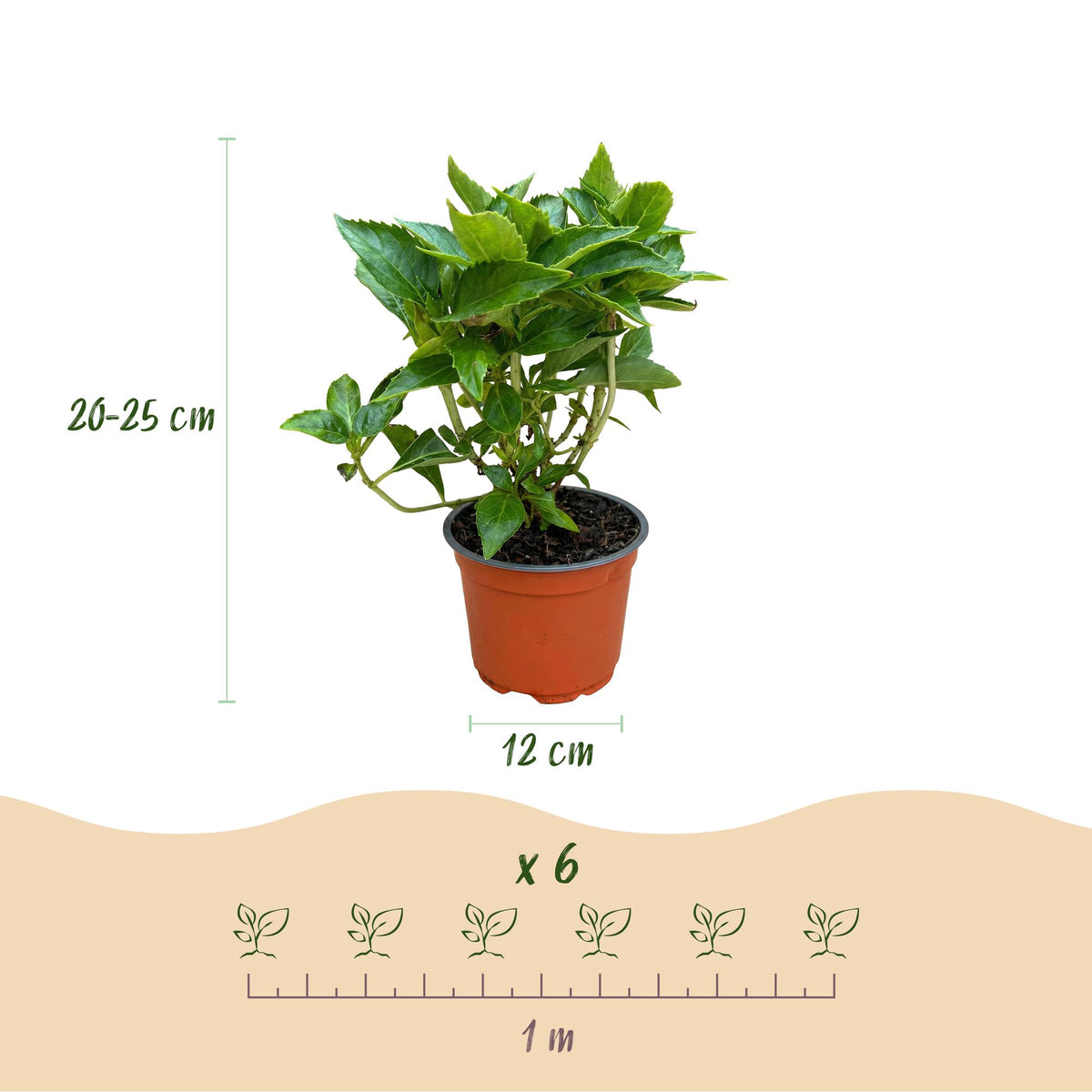 Hydrangea macrophylla (Hortensie) – rot – Ø 12 cm, 20–30 cm hoch – Bild 3