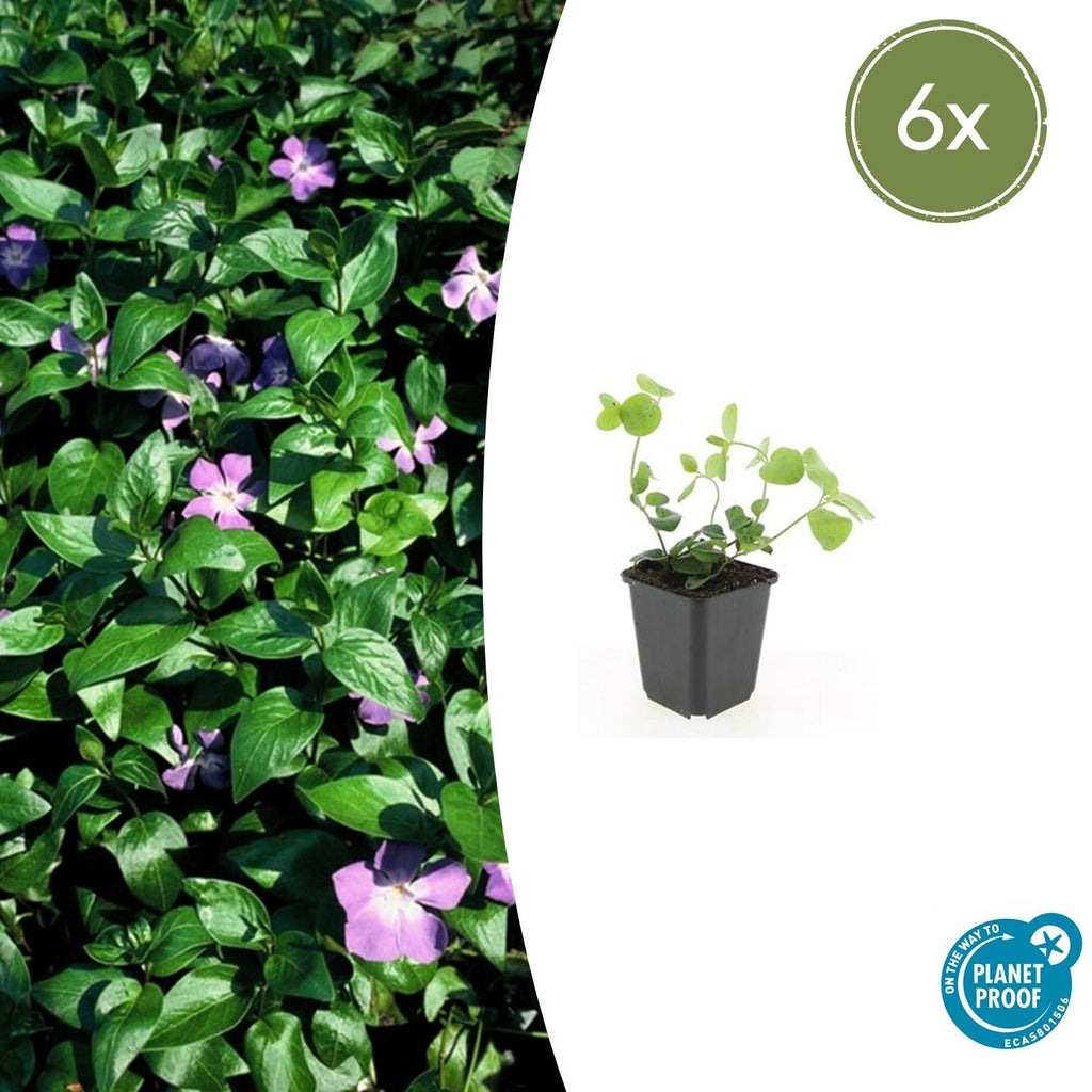 Vinca major (bigleaf vinca) – 6 plants, Ø9 cm, 10–25 cm high – photo 2
