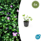 Vinca major (bigleaf vinca) – 6 plants, Ø9 cm, 10–25 cm high