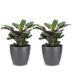 2× Ctenanthe burle-marxii (fishbone plant) in grey Potter decorative pot – Ø12 cm, 30 cm high