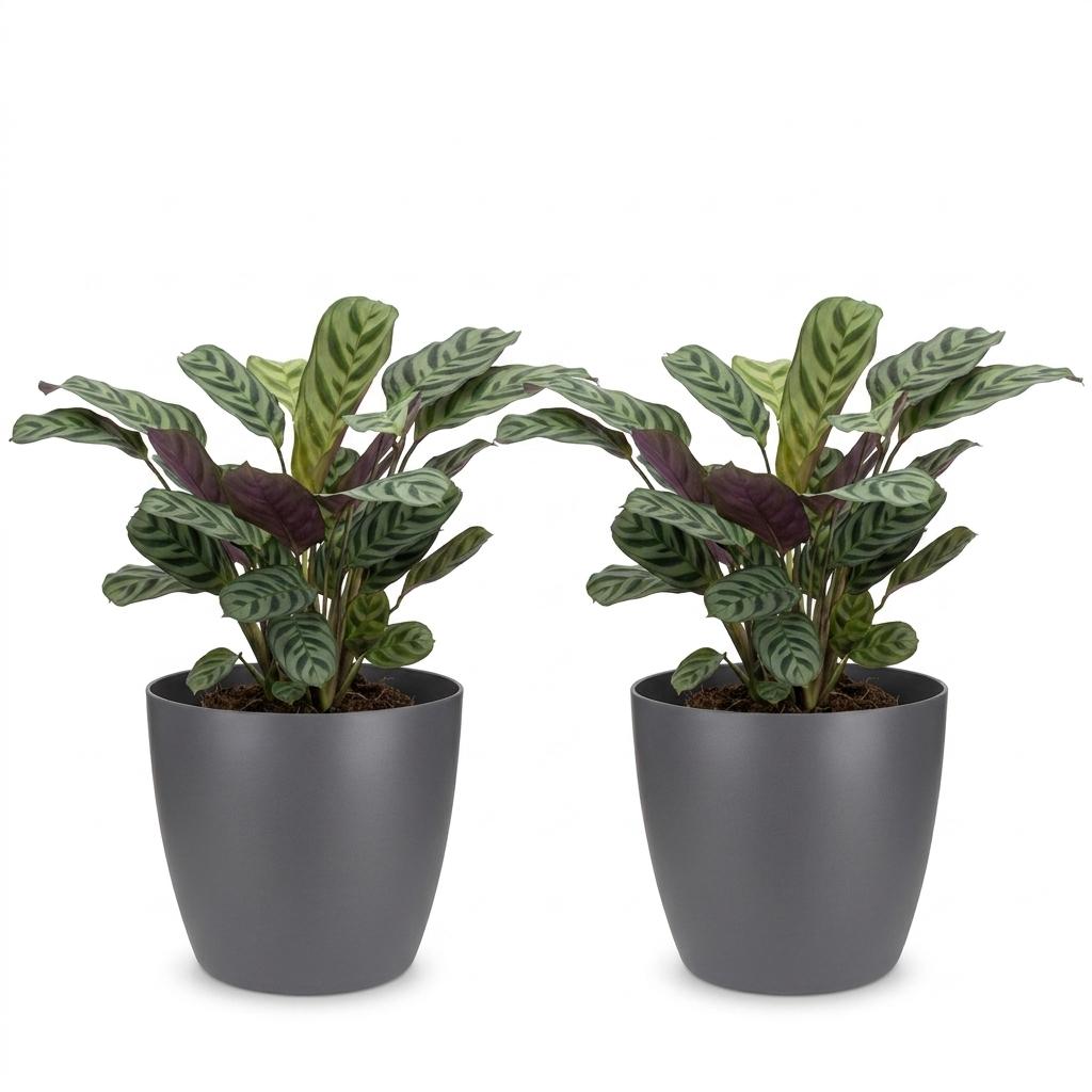 2× Ctenanthe burle-marxii (fishbone plant) in grey Potter decorative pot – Ø12 cm, 30 cm high – photo 2