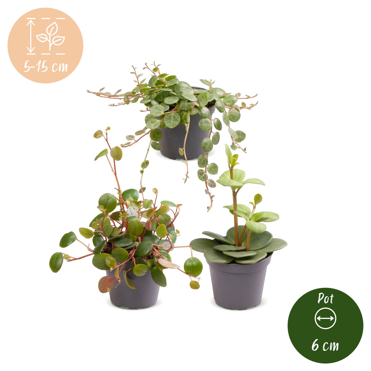3× Baby Peperomia Mix – Ø6 cm, 5–15 cm høj