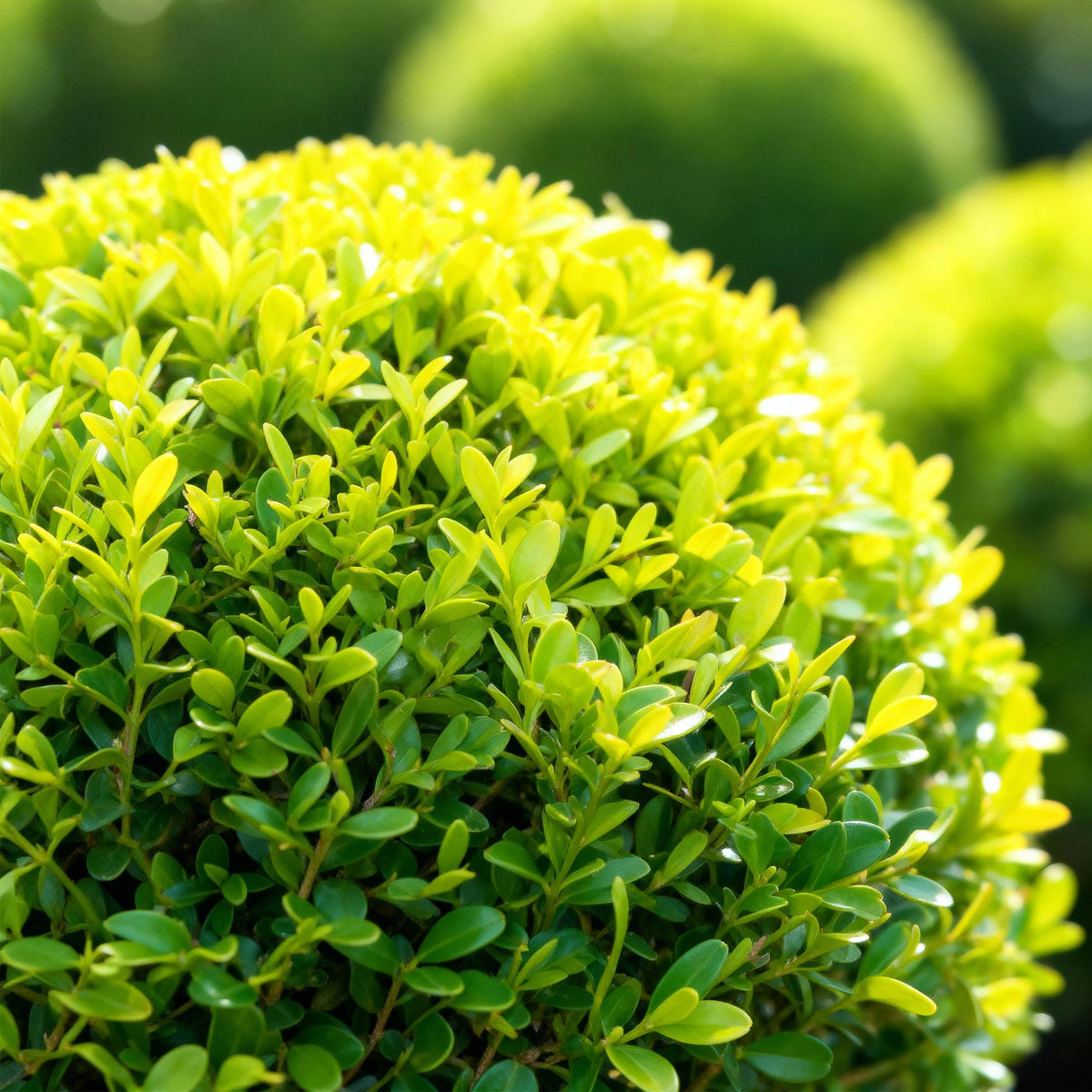 Buxus – 2 Pflanzen, Ø 23 cm, 25 cm hoch