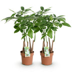 2× Pachira aquatica Multi-Stamm (Geldbaum) – Ø 17 cm, 50–55 cm hoch
