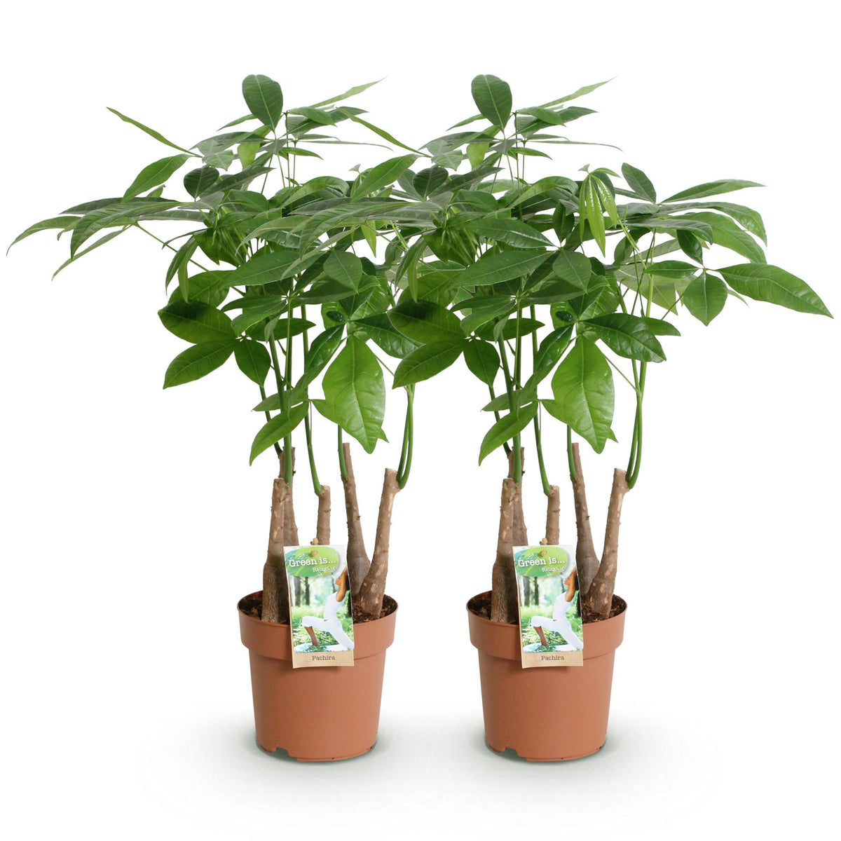 2× Pachira aquatica Multi-Stamm (Geldbaum) – Ø 17 cm, 50–55 cm hoch