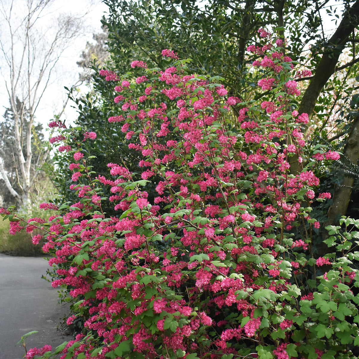 Ribes sanguineum 'Kind Edward' (bessenstruik) – rood – Ø17 cm, 45 cm hoog