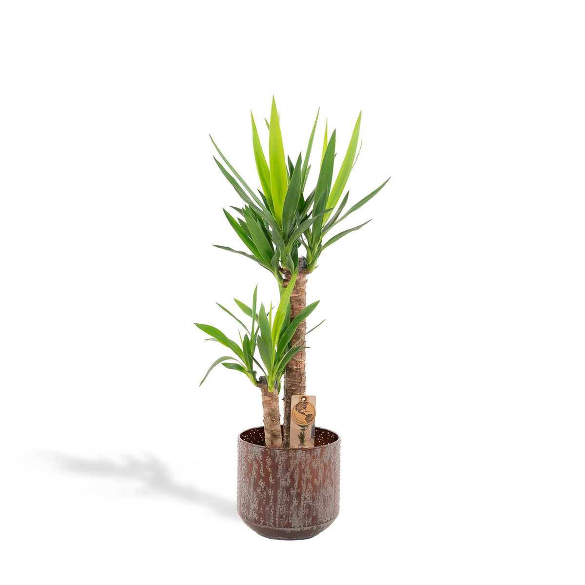 Yucca – Ø21 cm