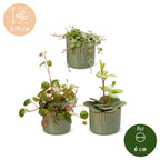 3× Baby Peperomia Mix incl. Linnea Olive – Ø6 cm, 5–15 cm de haut