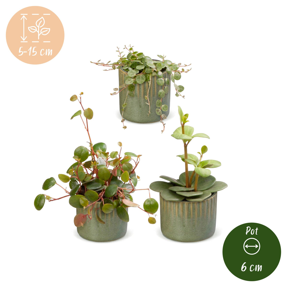 3× Baby Peperomia Mix incl. Linnea Olive – Ø6 cm, 5–15 cm de haut