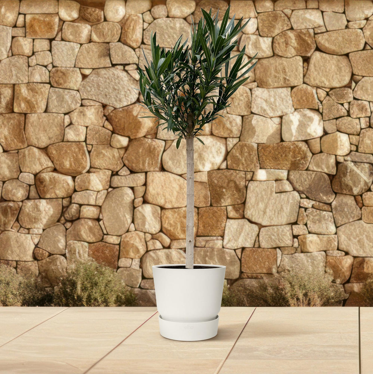 Nerium 'Oleander' standard – Ø30 cm, 170 cm high – pink – photo 4