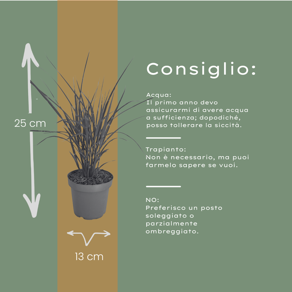 Miscanthus sinensis 'Zebrinus' (prachtriet) – 3 planten, Ø12 cm