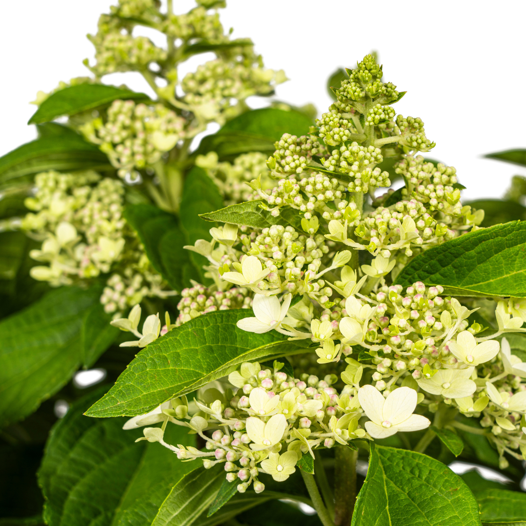 Hydrangea paniculata 'White' (hortensia) – Ø24 cm, 70–80 cm hoog