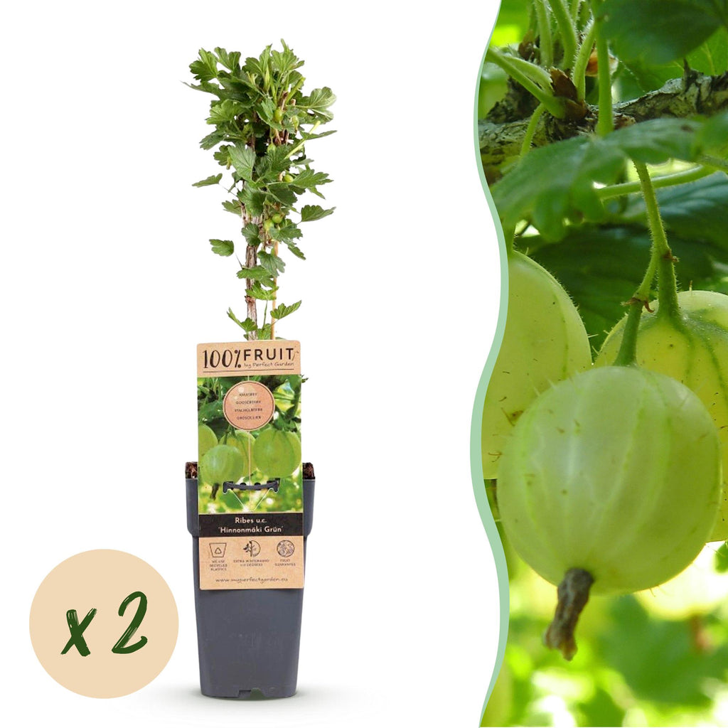 Ribes uva-crispa 'Hinnonmäki Grün' (ribes noir) – 2 plants, Ø15 cm, 50 cm de haut