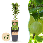 Ribes uva-crispa 'Hinnonmäki Grün' (ribes noir) – 2 plants, Ø15 cm, 50 cm de haut