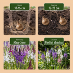 Große Camas (Camassia leichtlinii) Mischung – 40 Blumenzwiebeln (Zwiebelgröße 12/14)