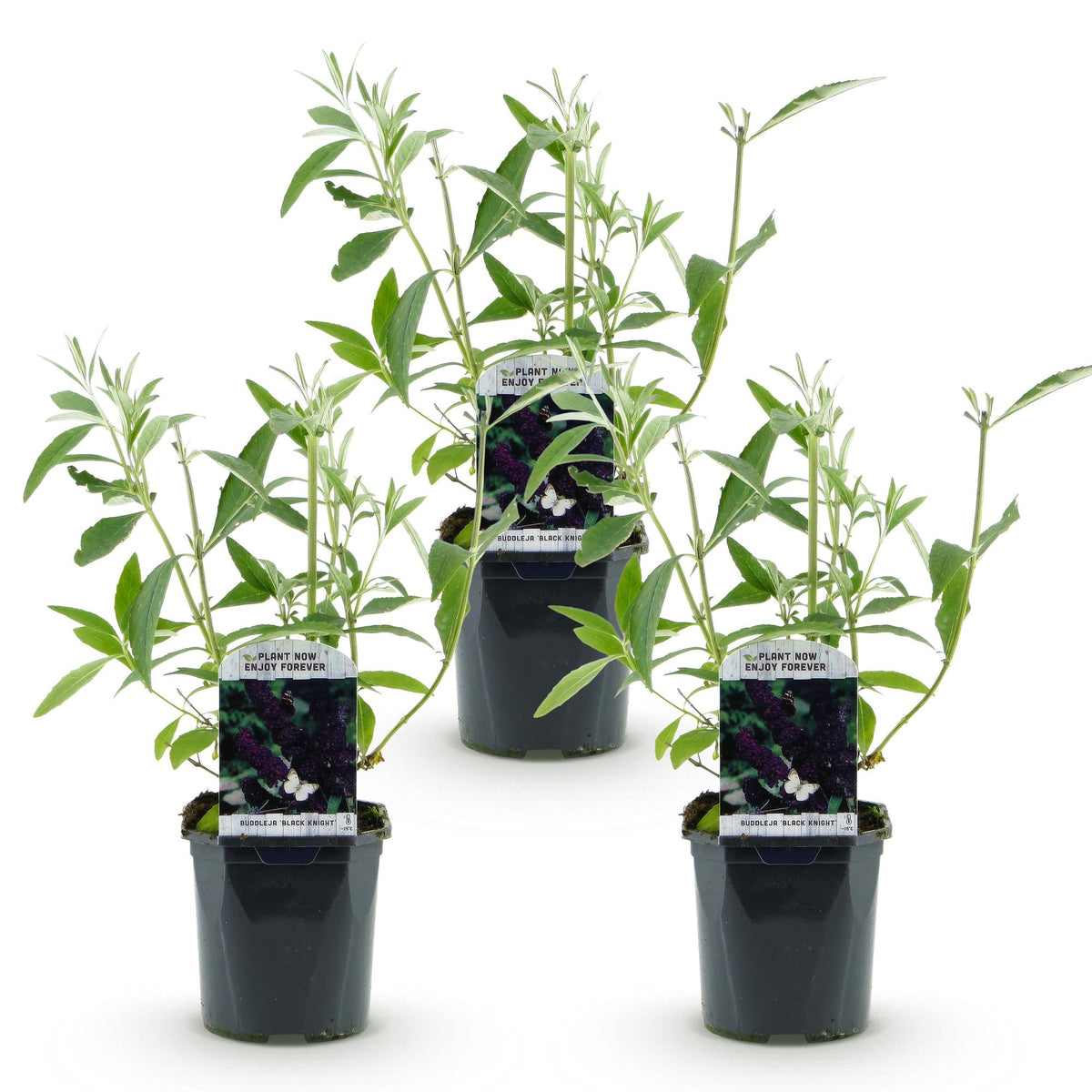 Buddleja davidii 'Black Night' (vlinderstruik) – paars – 3 planten, Ø17 cm, 45 cm hoog