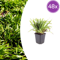 Luzula sylvatica (Waldgräser) – 48 Pflanzen, Ø9 cm, 10–25 cm hoch