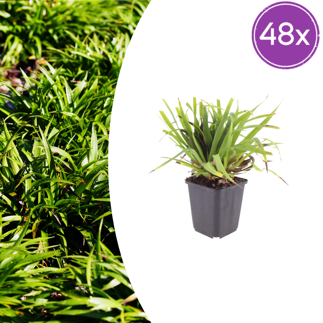 Luzula sylvatica (Waldgräser) – 48 Pflanzen, Ø9 cm, 10–25 cm hoch