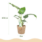 Alocasia Cucullata (olifantsoor) met mand – Ø17 cm, 60–65 cm hoog