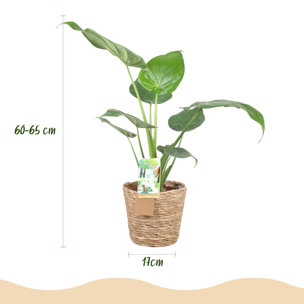 Alocasia Cucullata (elefantøre) med kurv – Ø17 cm, 60–65 cm høj