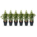 Prunus lusitanica angustifolia (Portuguese laurel) – 6 plants, Ø17 cm, 50 cm high