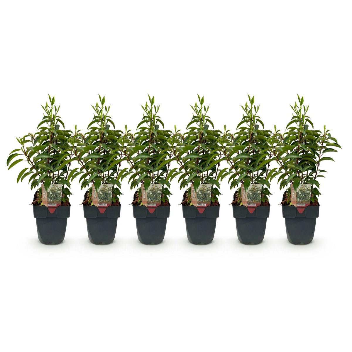Prunus lusitanica angustifolia (laurier du Portugal) – 6 plants, Ø17 cm, 50 cm de haut – photo 2