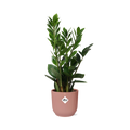 Zamioculcas (Glücksfeder) – 40 cm hoch – rosa