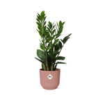 Zamioculcas (Glücksfeder) – 40 cm hoch – rosa