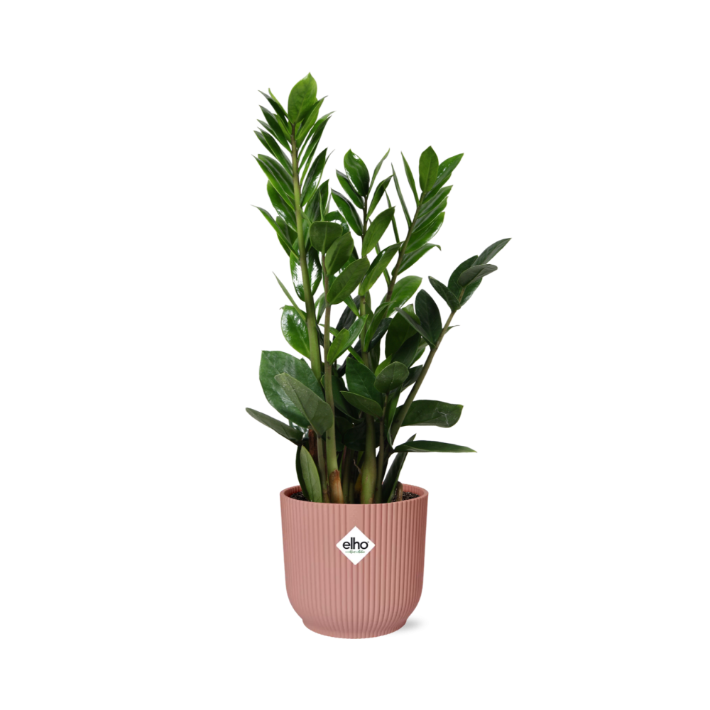 Zamioculcas (zz-plant) – 40 cm hoog – roze