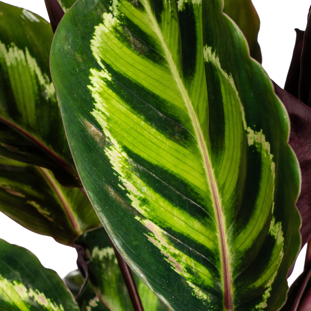 Calathea Roseopicta – Ø17 cm, 40–50 cm de haut