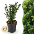 Taxus baccata (if