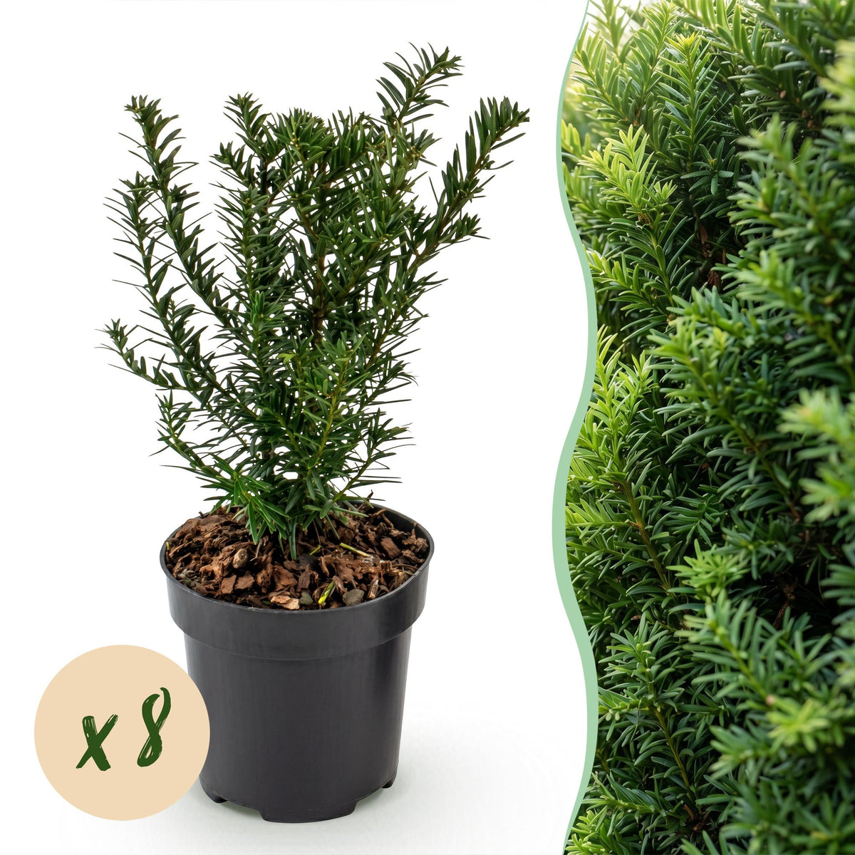 Taxus baccata (if