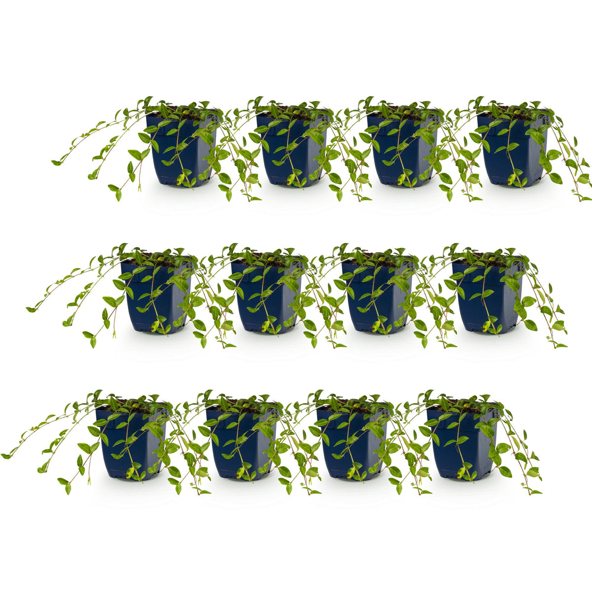 Vinca minor (pétrie) – bleu – 12 plants, Ø11 cm, 15–25 cm de haut – photo 2