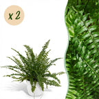 2× Nephrolepis exaltata Green Lady (zwaardvaren) in Potter-sierpot wit – Ø12 cm, 25 cm hoog