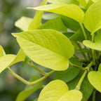 Philodendron Neon – Ø6 cm, 15 cm høj