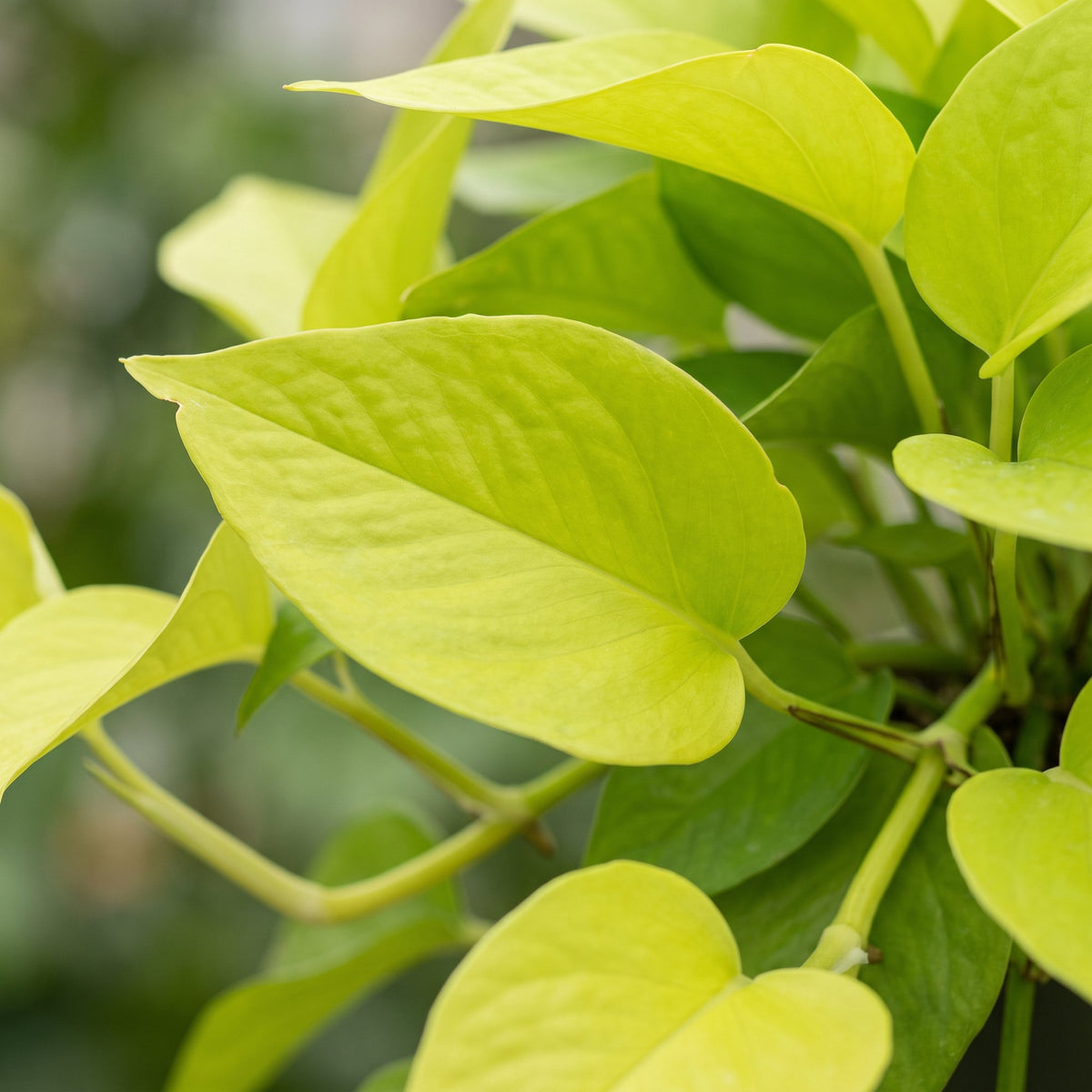 Philodendron Neon – Ø6 cm, 15 cm høj