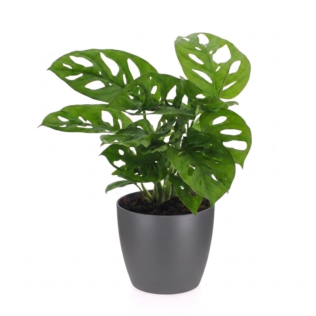 Monstera adansonii (mini-monstera) en pot décoratif Potter gris – Ø12 cm, 25 cm de haut