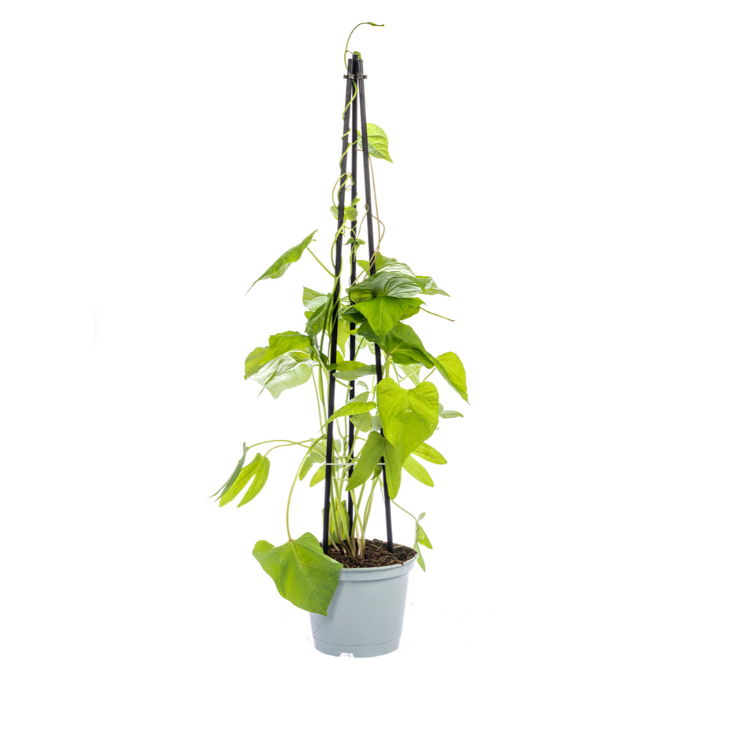 Rhodochiton, 'Cobea, Lathyrus &amp; Ipomoea' (violette Glockenblumenranke) – 4 Pflanzen, Ø13 cm, 60 cm hoch – Bild 4