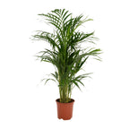 Areca palm (Dypsis) – Ø17 cm, 70 cm hoog