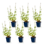 Verbena bonariensis (Vervein) – purple – 6 plants, Ø11 cm, 15–25 cm high