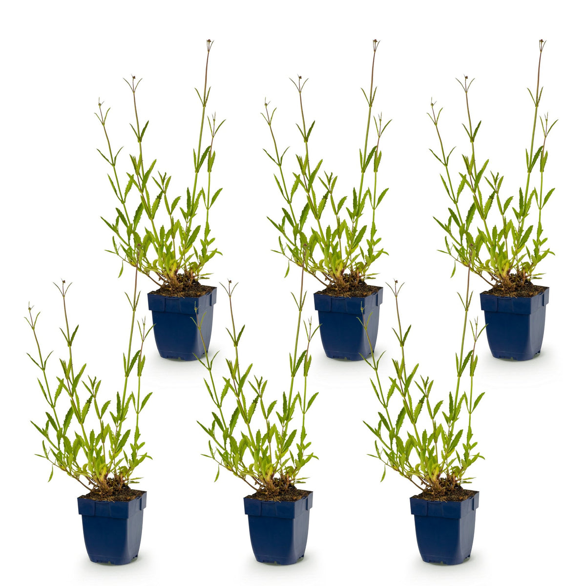 Verbena bonariensis (Vervein) – purple – 6 plants, Ø11 cm, 15–25 cm high – photo 2