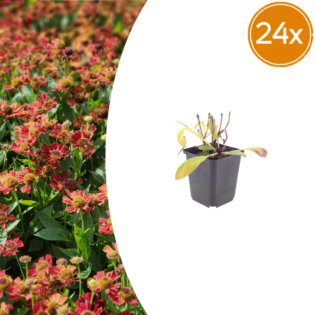 Helenium 'Moerheim Beauty' (zonnekruid) – 24 planten, Ø9 cm, 10–25 cm hoog