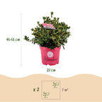 Rhododendron 'Bloombux Magenta' (Rhododendron) – 2 Pflanzen, Ø 23 cm, 45–55 cm hoch