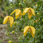 Clematis tangutica (Chinese clematis) – yellow – 4 plants, Ø9 cm, 35 cm high