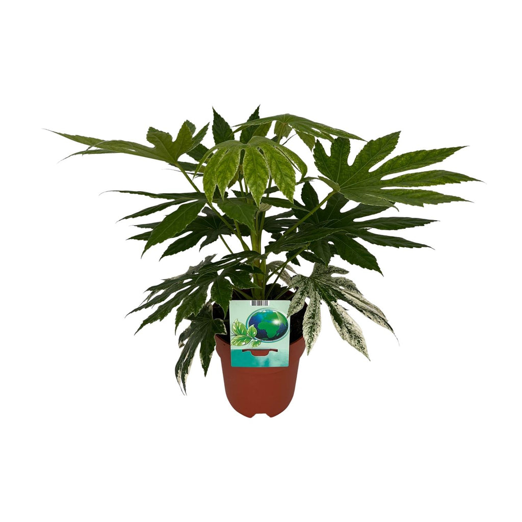 Fatsia Japonica Variegata (plante à doigts) – Ø19 cm, 60 cm de haut