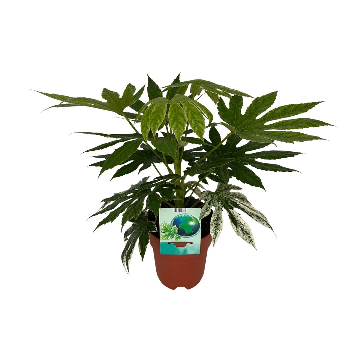 Fatsia Japonica Variegata (vingerplant) – Ø19 cm, 60 cm hoog